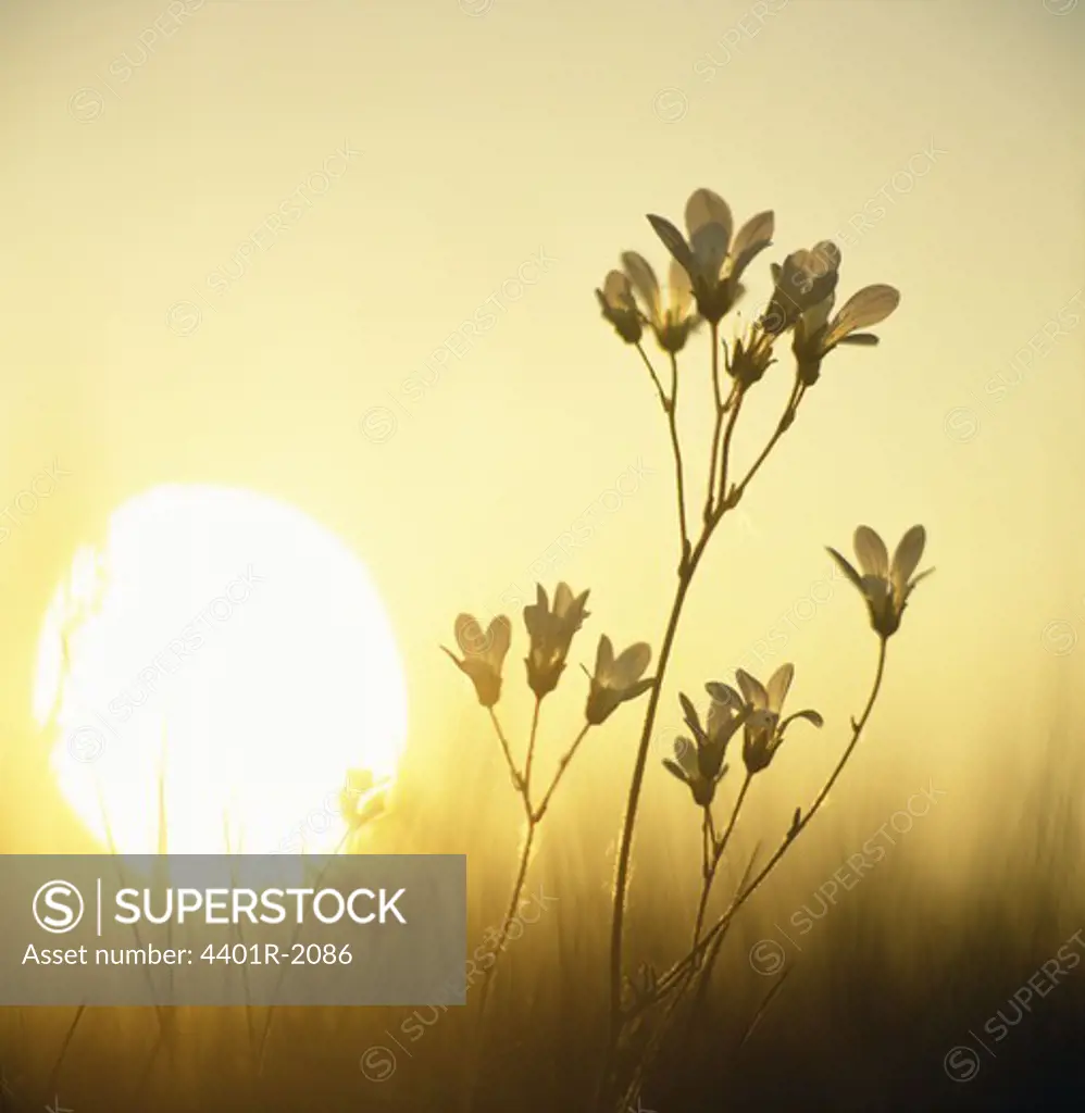 Flowers with sun in background, close-up