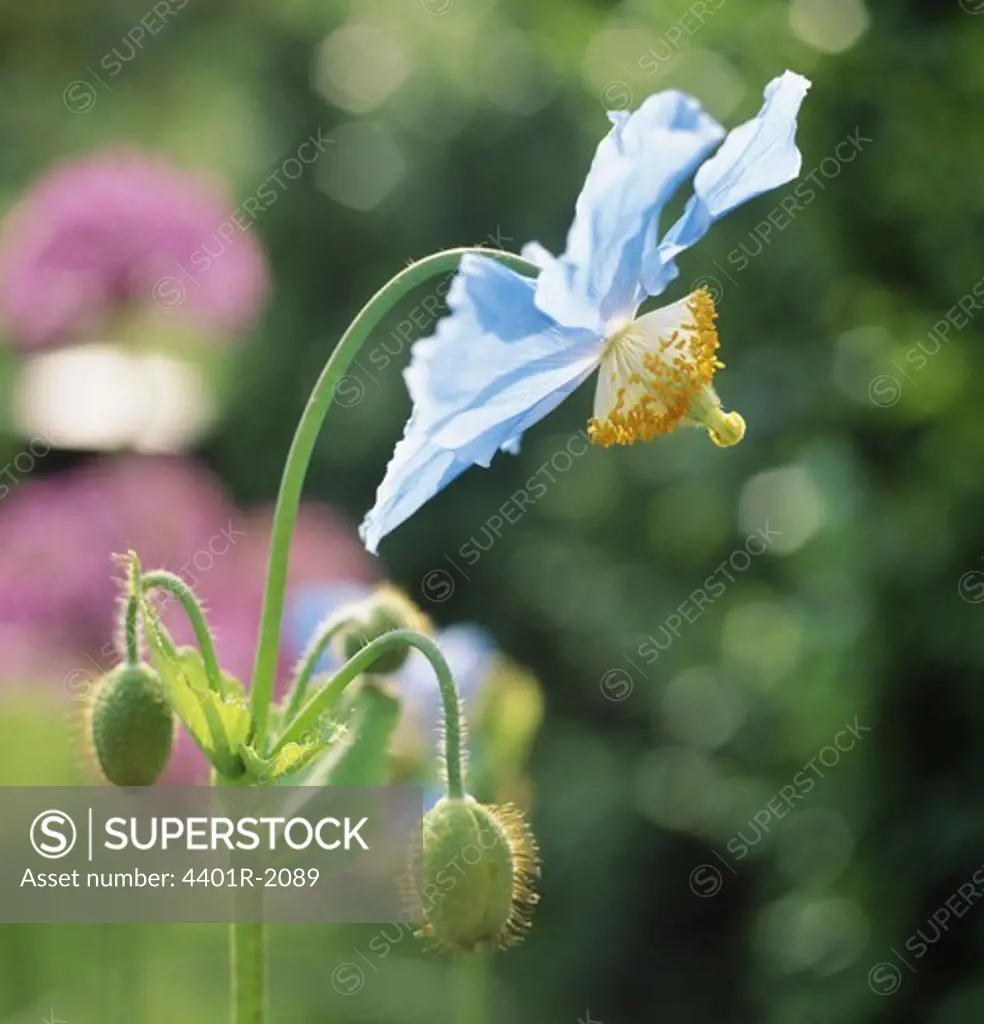 Blue flower, close-up