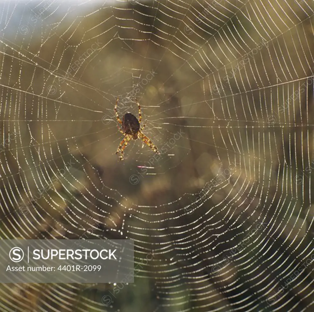 Spider on net, close-up