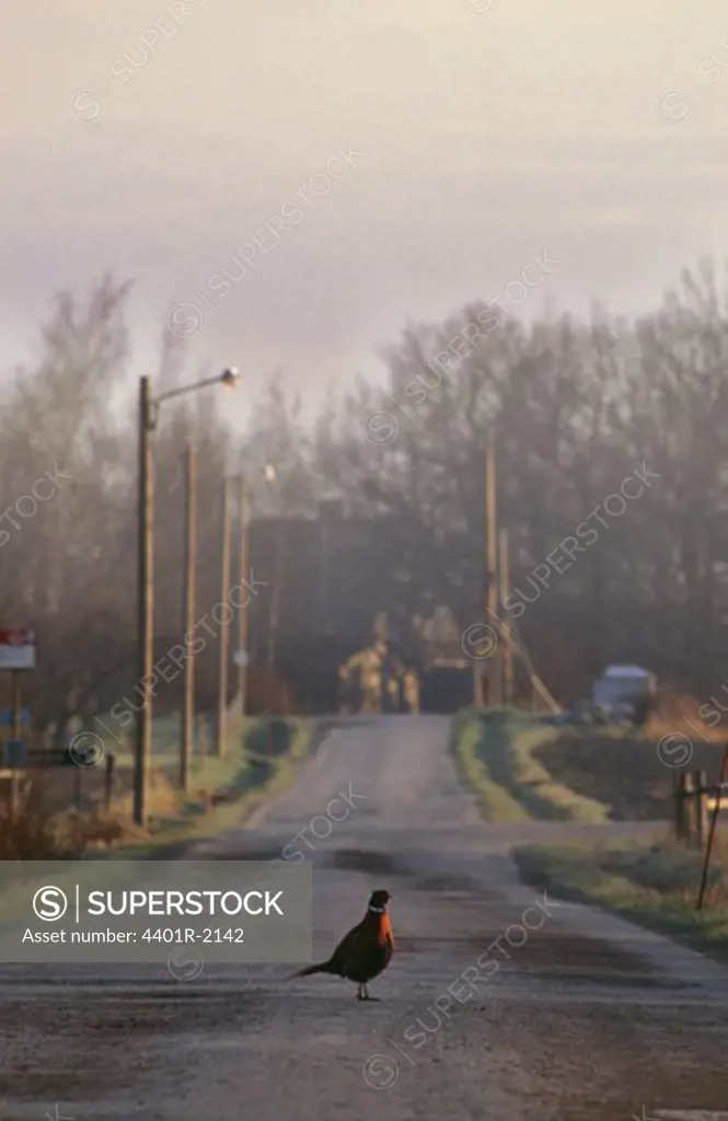 Bird standing on road