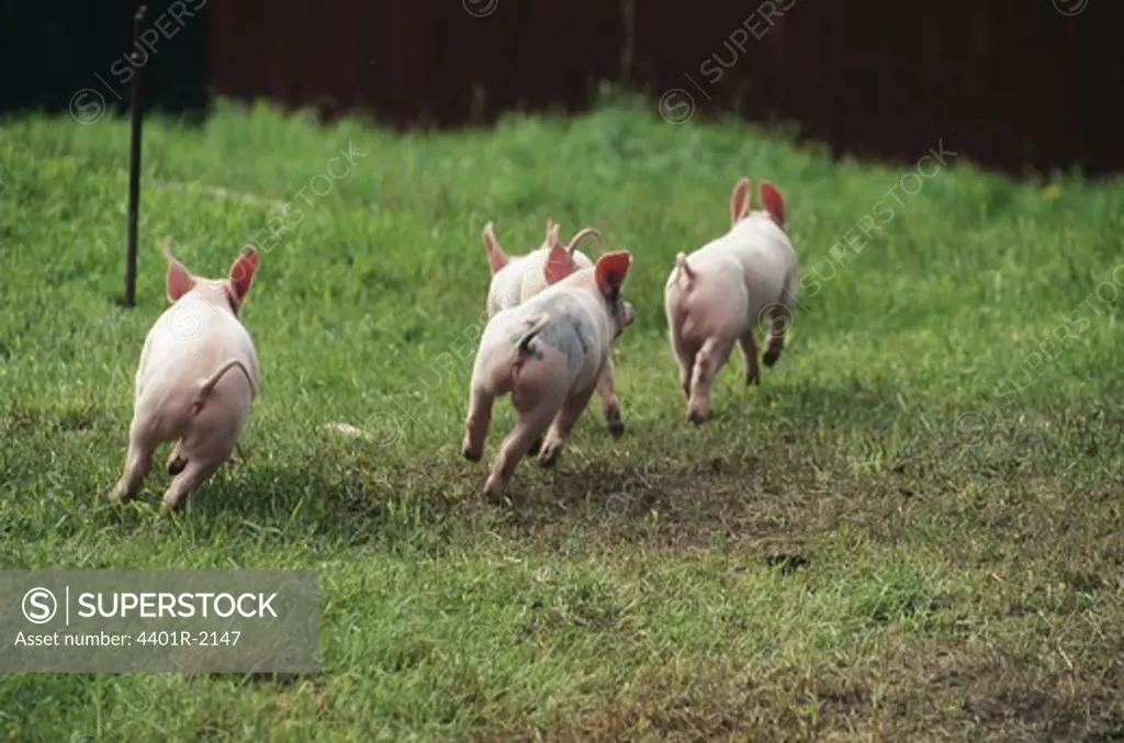 PiglETS running in field