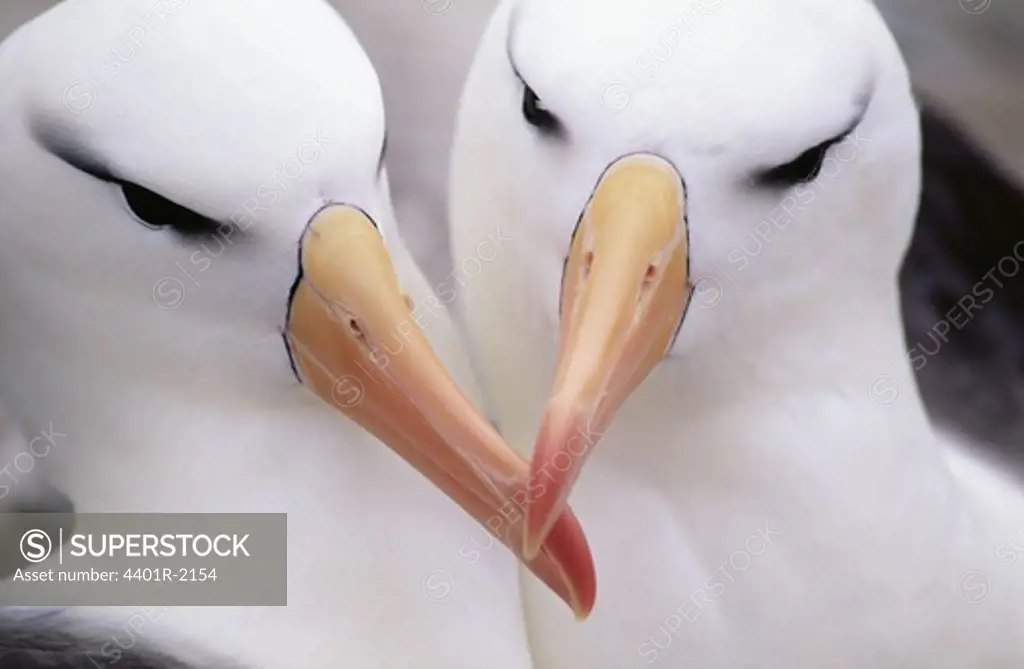 Albatrosses together, close-up