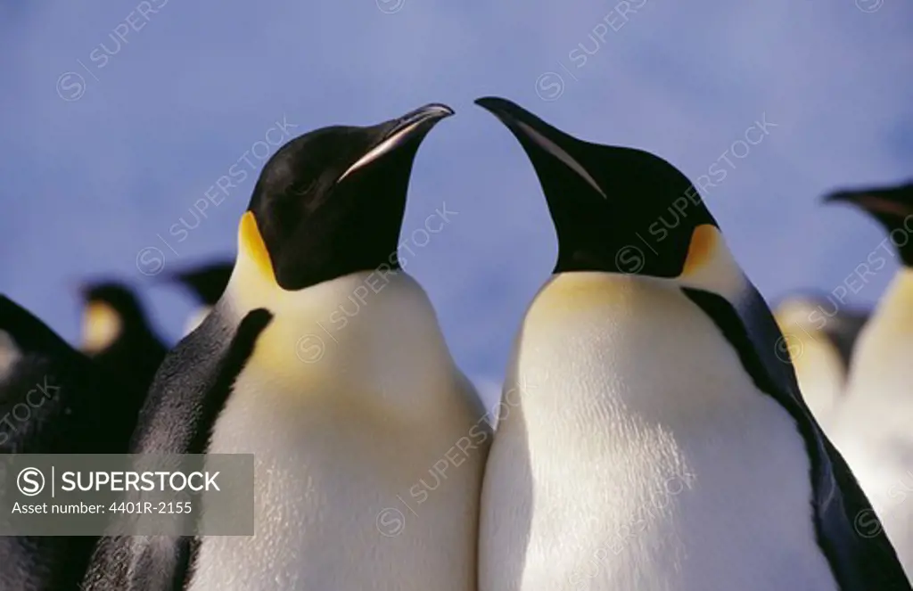 Penguins, close-up