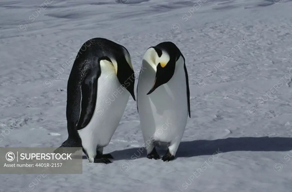 Penguins standing on snow