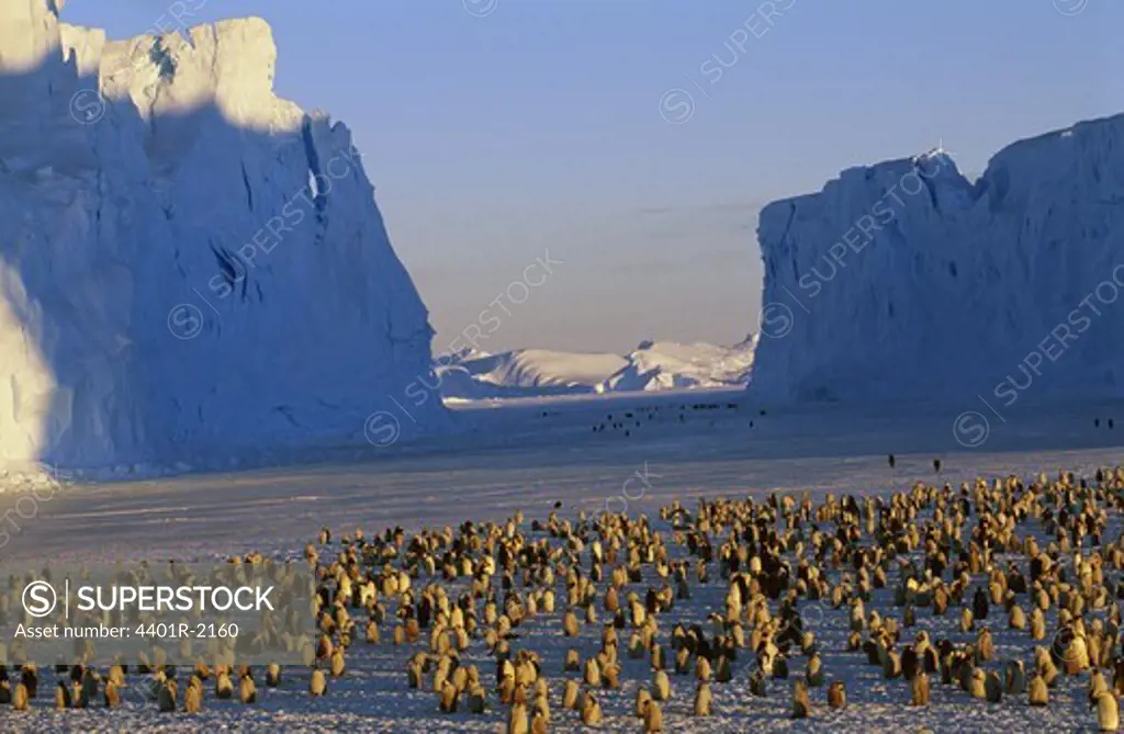 Penguins by iceberg
