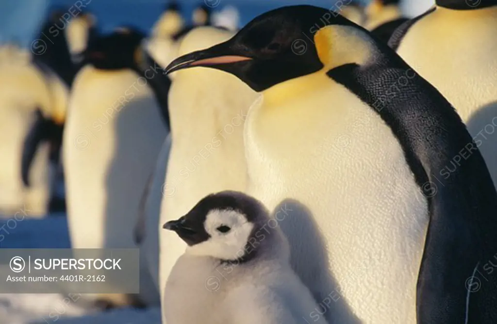 Penguin, close-up