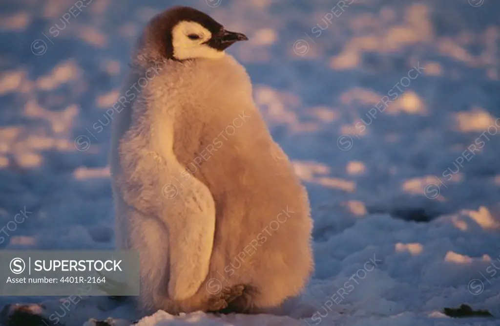 Chick standing on snow