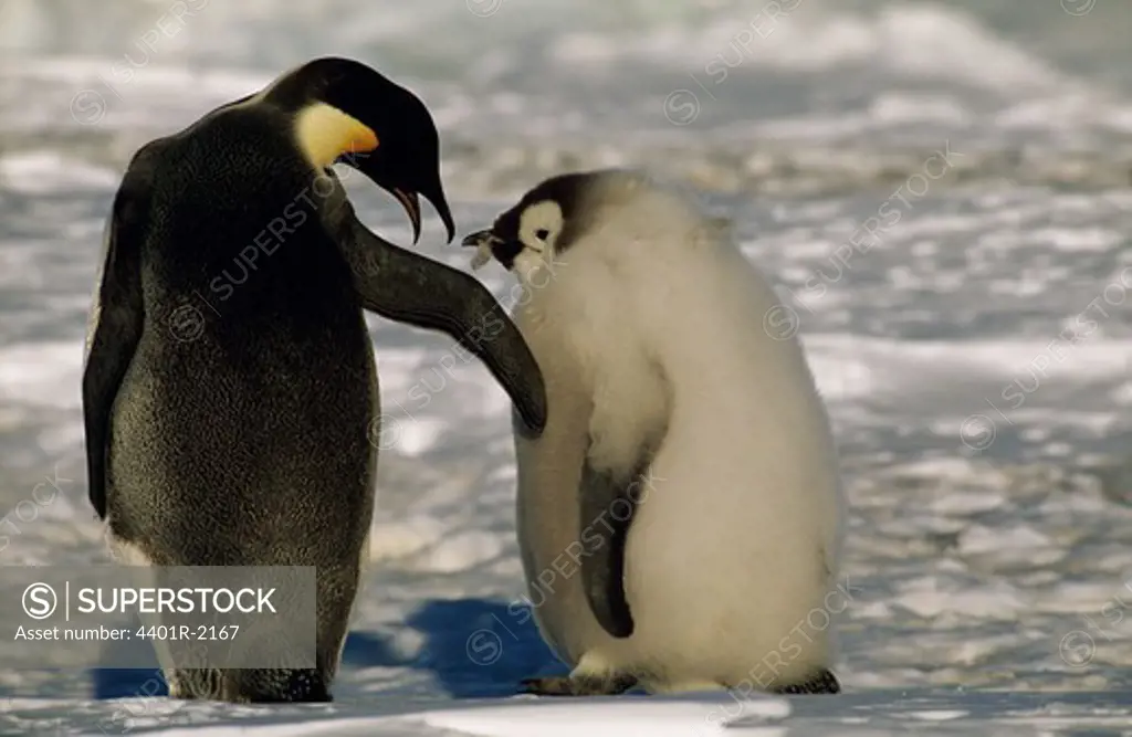 Penguin with chick standing on snow