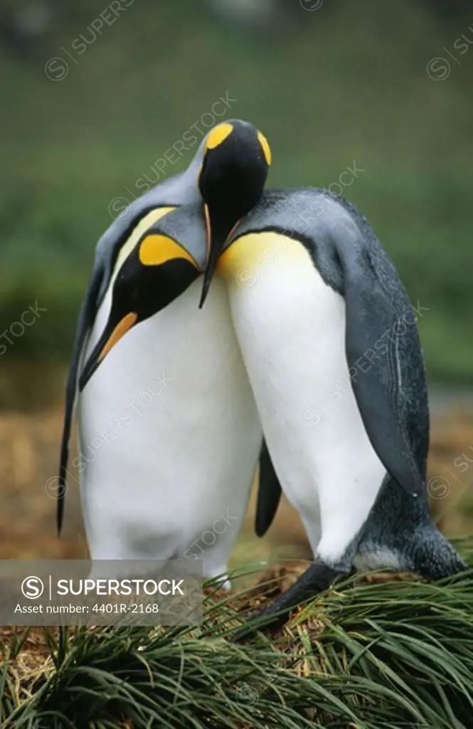Penguins standing together