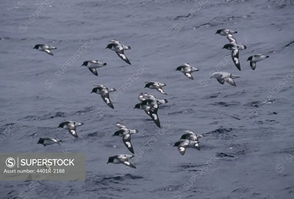 Birds flying over water