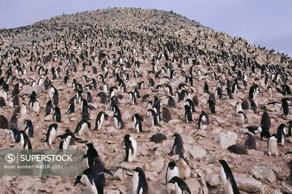 Penguins standing together on rock