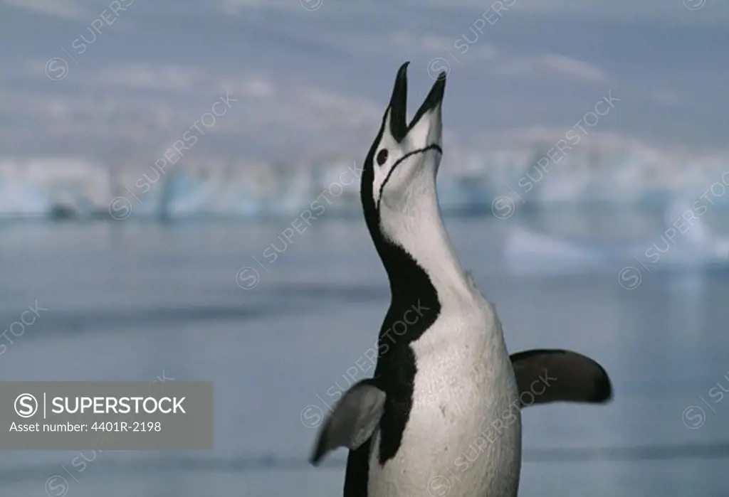 Penguin with open beak