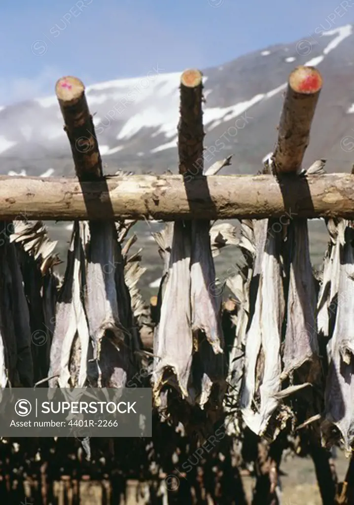 Fish hung on sticks to dry