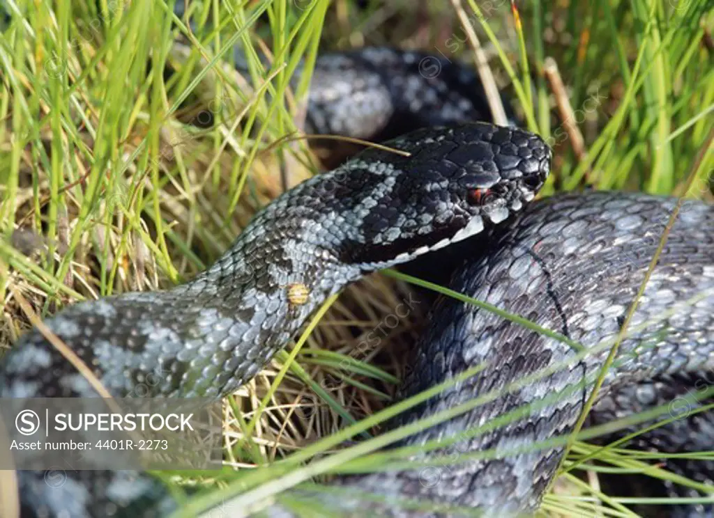 Snake on grass, close-up