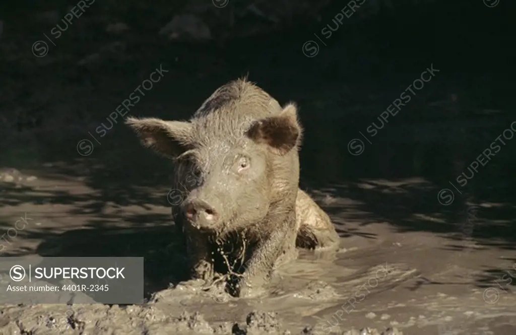 Pig in puddle of muck