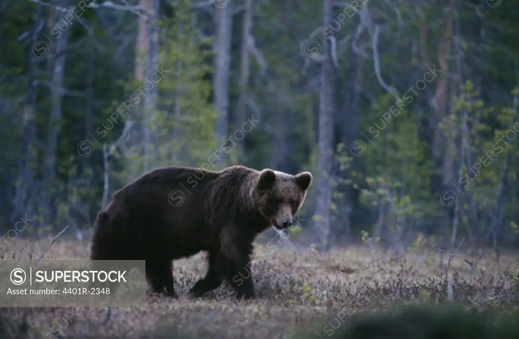 Bear walking in forest