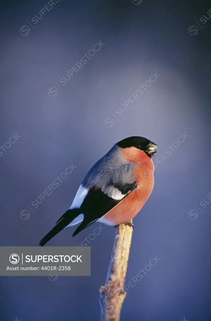 Bird perched on branch