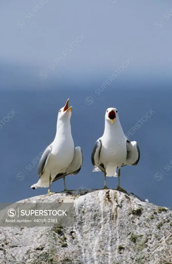 Two birds on rock