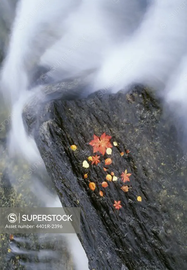 Autumn leaves on log