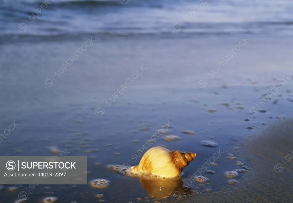 Shell lying on seashore