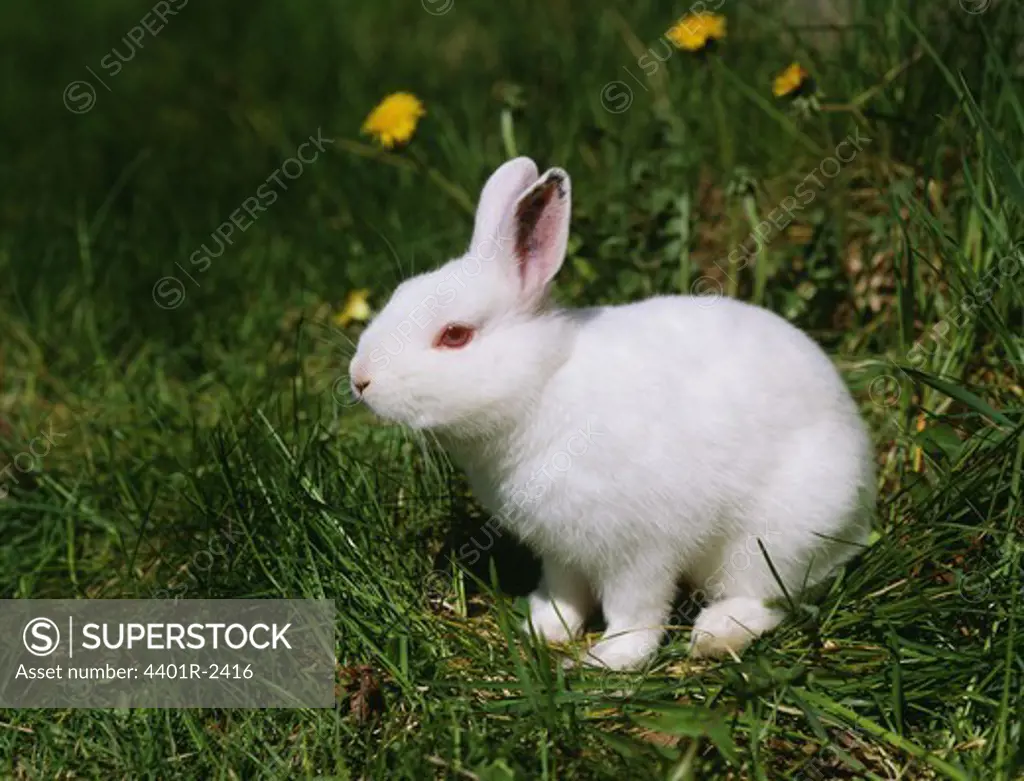 Rabbit on grass, side view