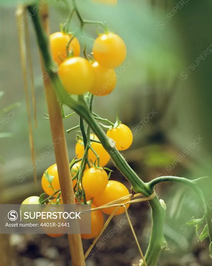 Tomatoes on plant, close-up