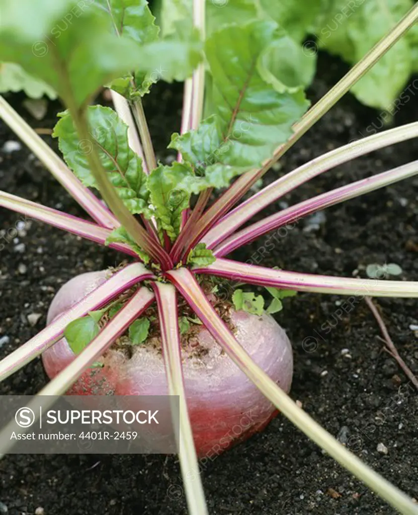 Stems emerging from beetroot