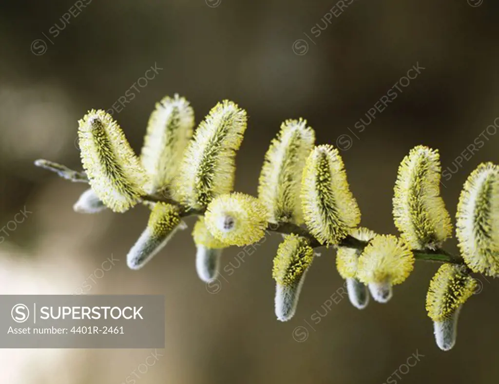 Shrubbery plant, close-up