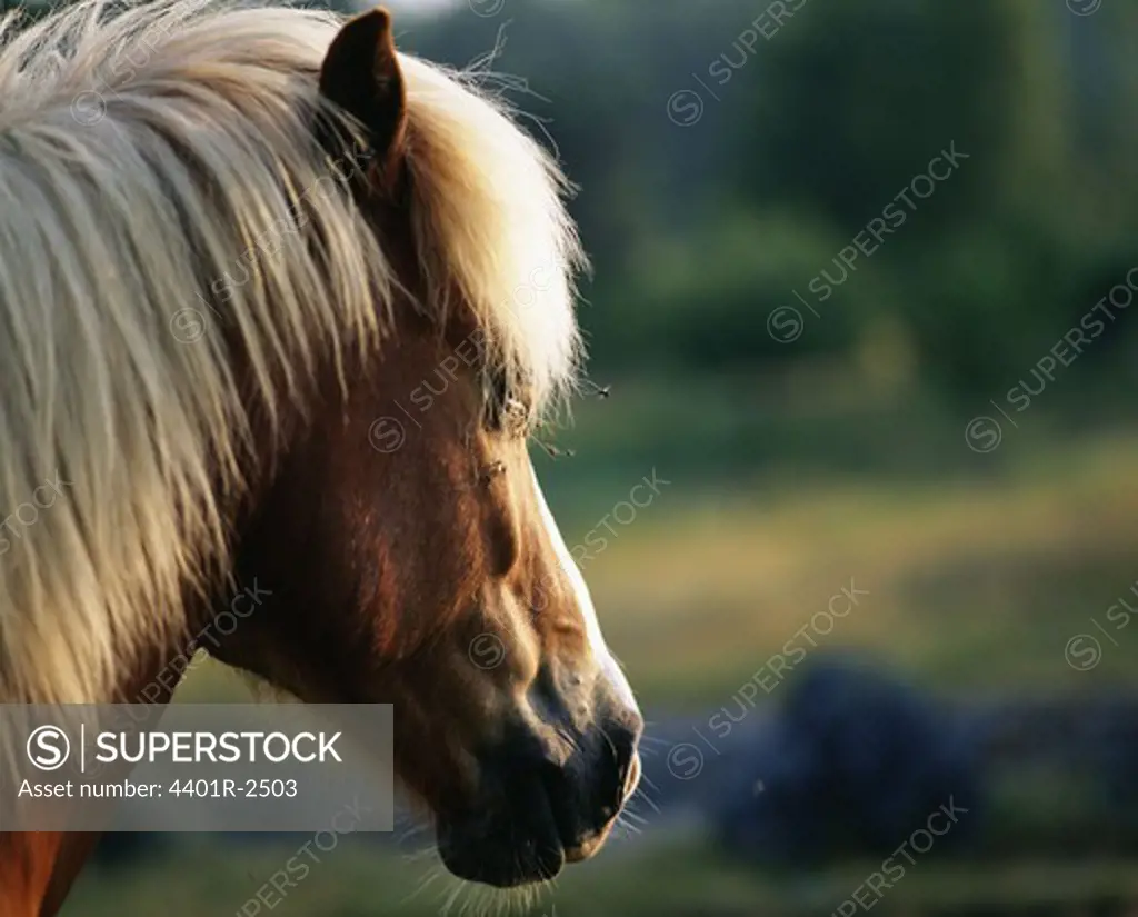 Horse , close-up