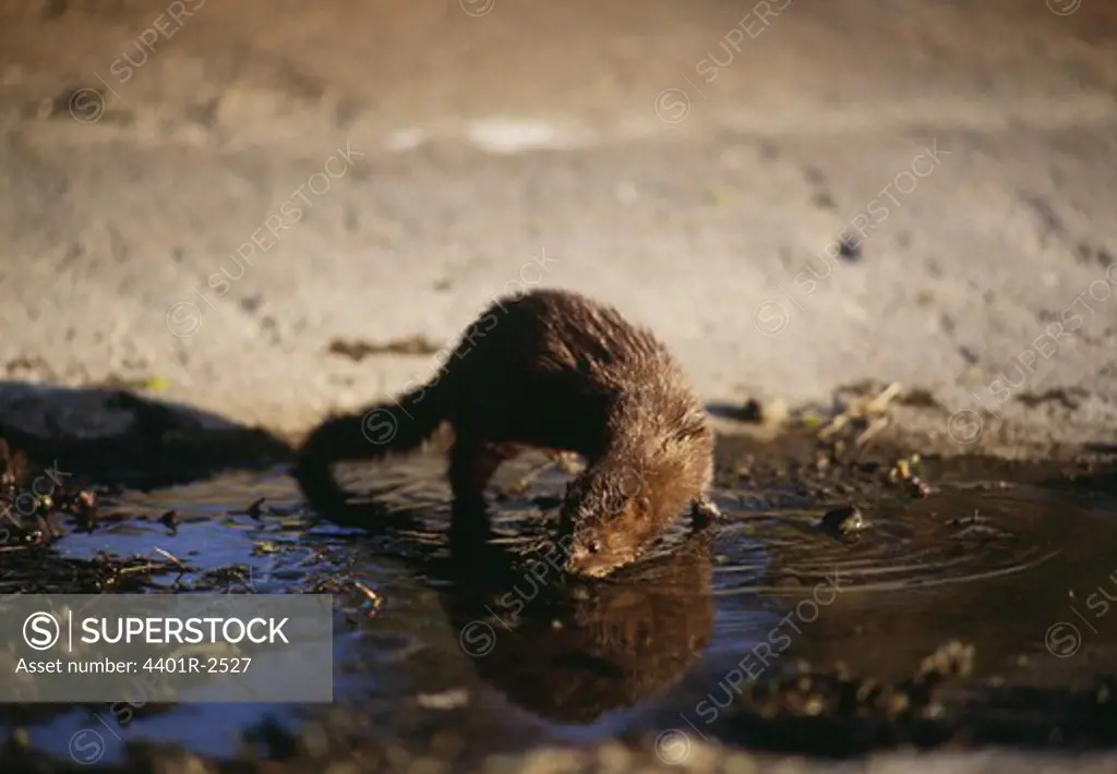 American mink drinking water from puddle