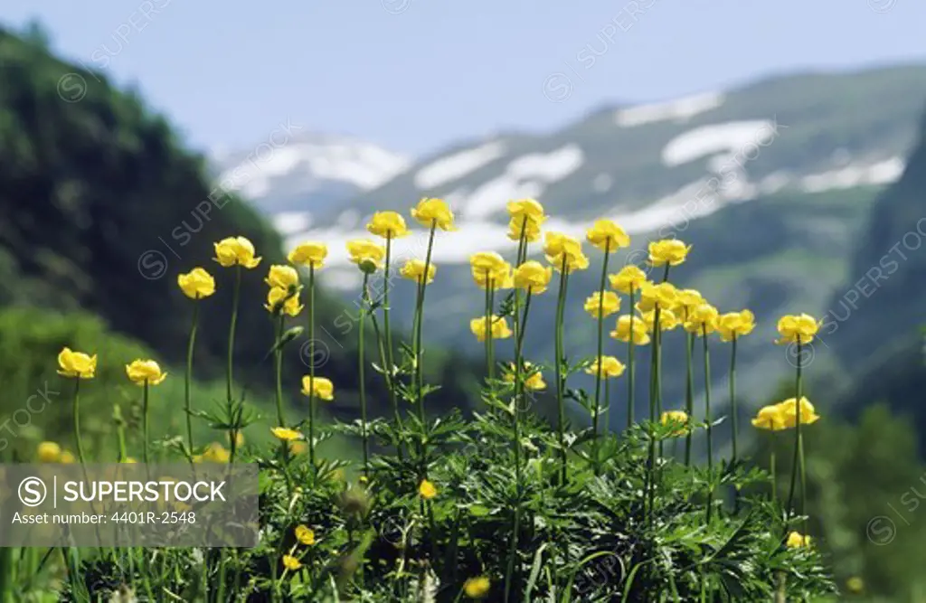 Yellow flowers with mountain in background
