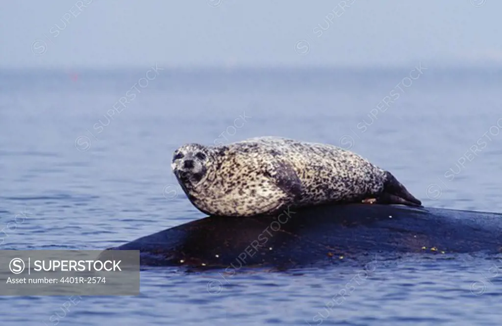 Seal lying on rock