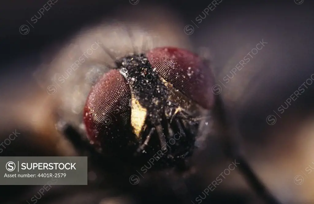 Bee, close-up