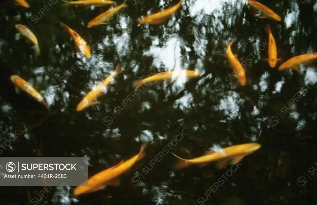 Fish swimming in water