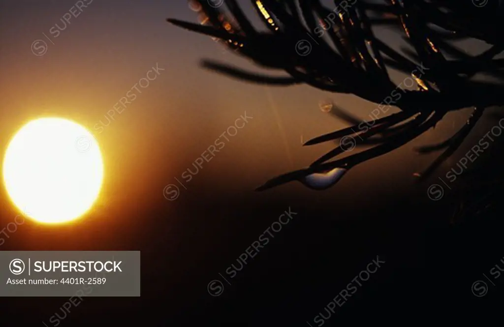 Silhouette of branch at sunset