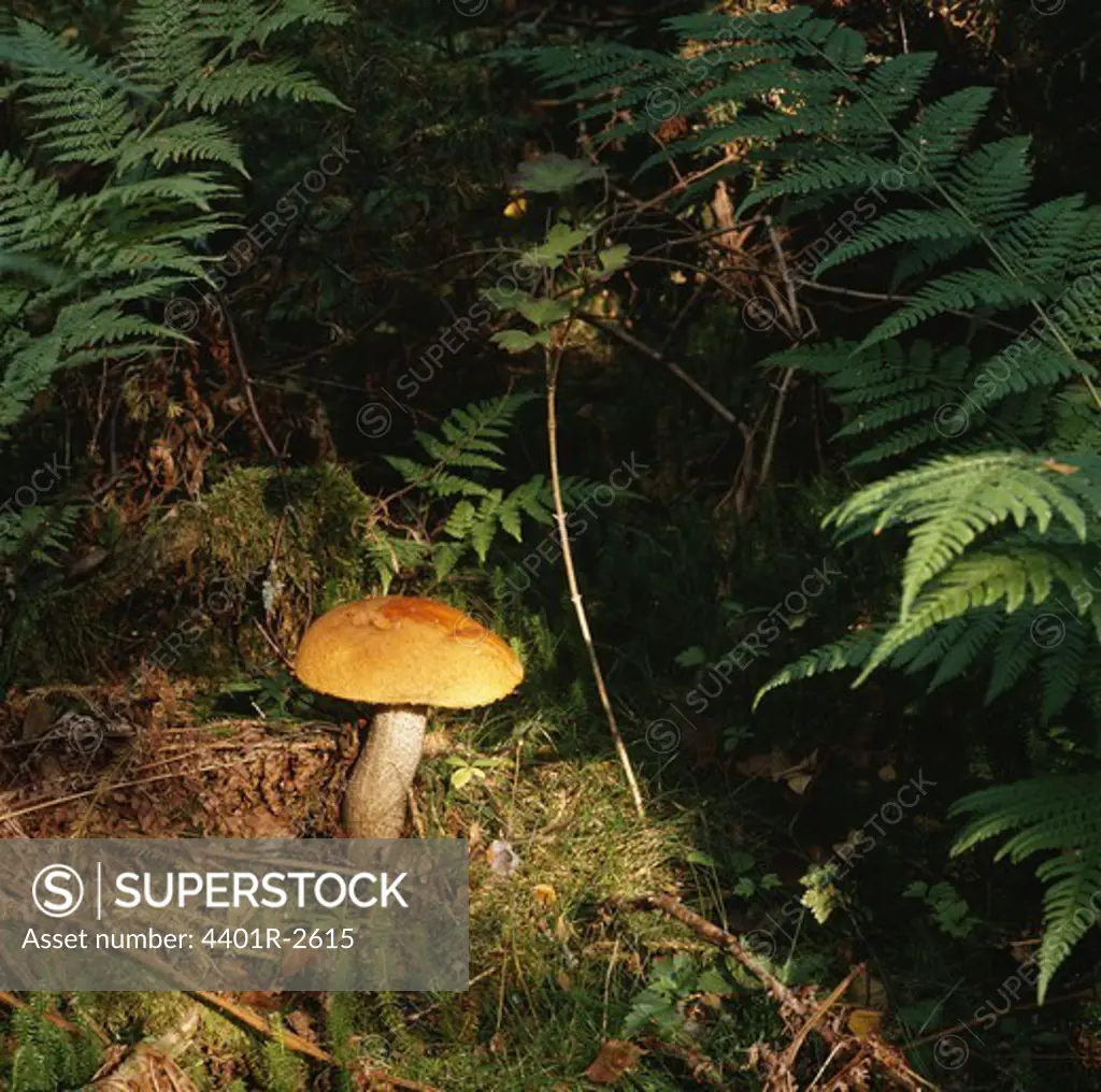 Mushroom amidst trees in forest