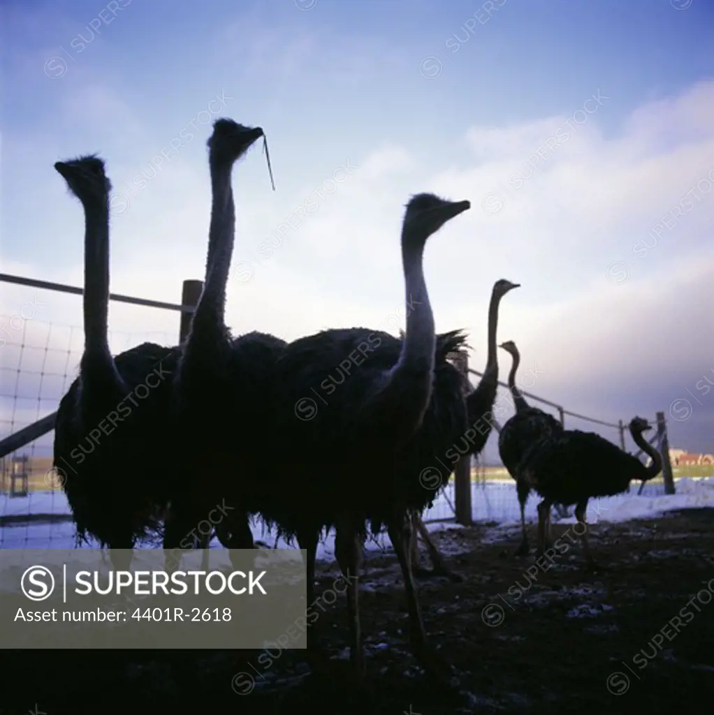 Silhouettes of ostriches, low angle view