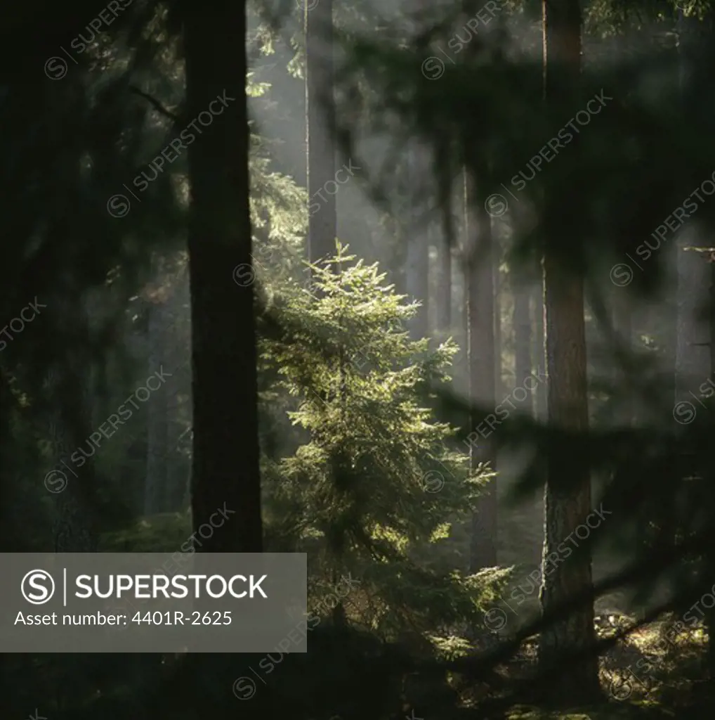 Sunrays amidst trees in forest