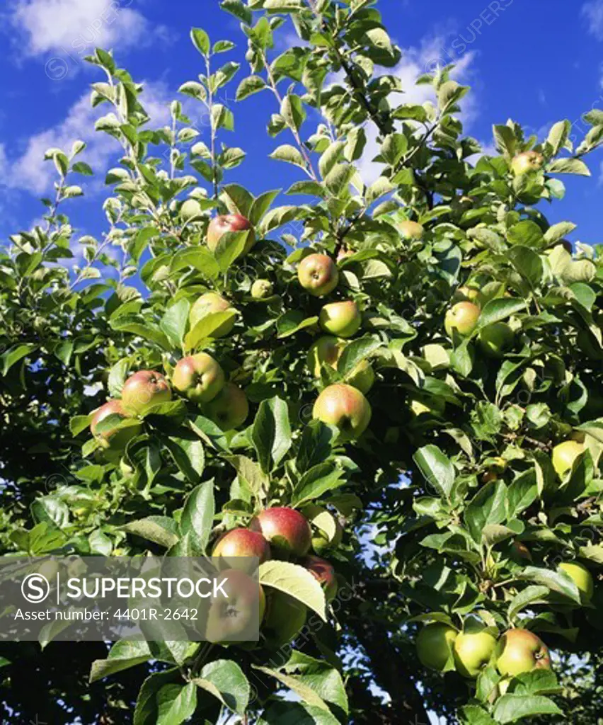 Apples on tree, close-up, low angle view
