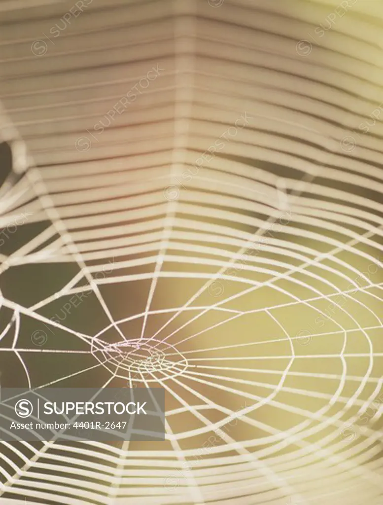 Spider web, close-up