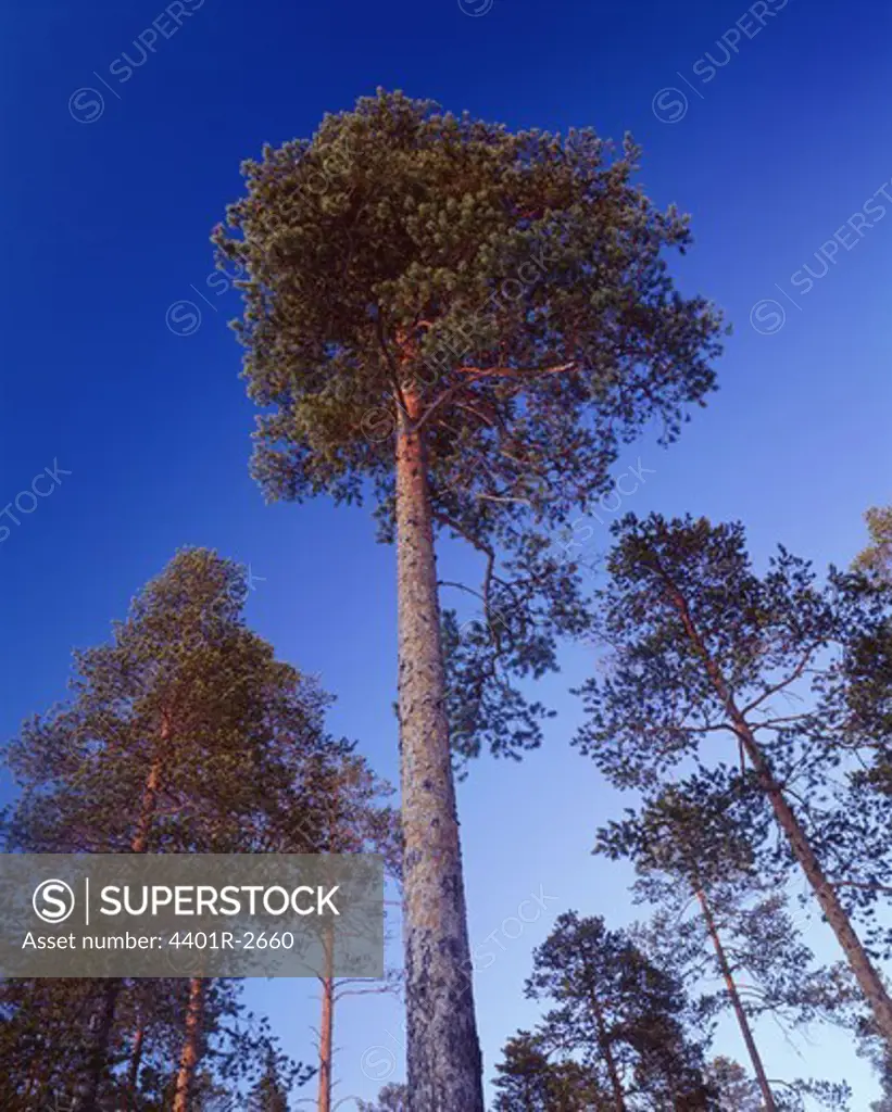 Trees against sky, low angle view