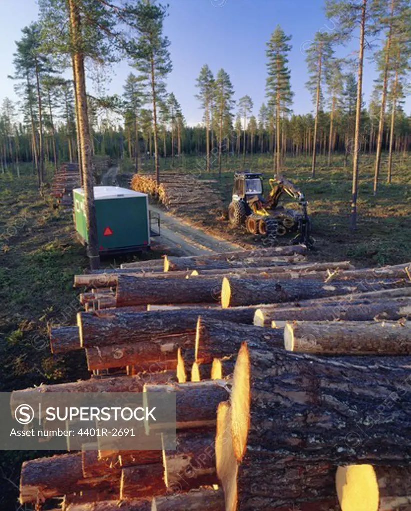 Pile of logs in forest
