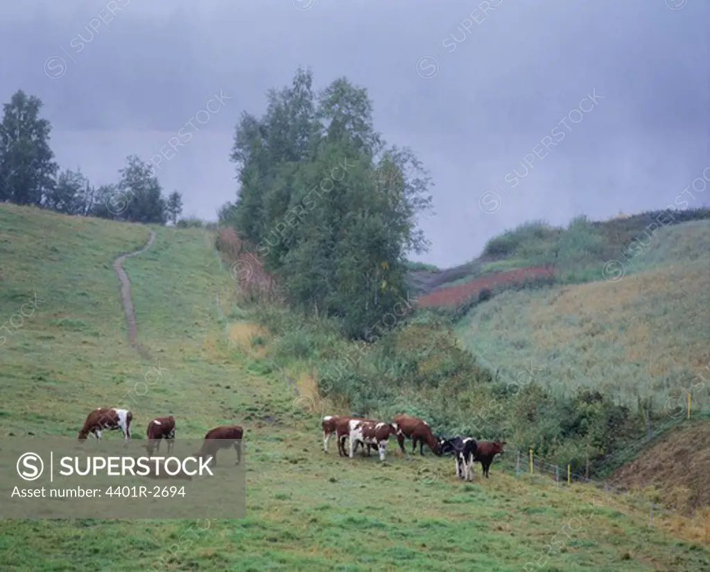Cattle grazing in field