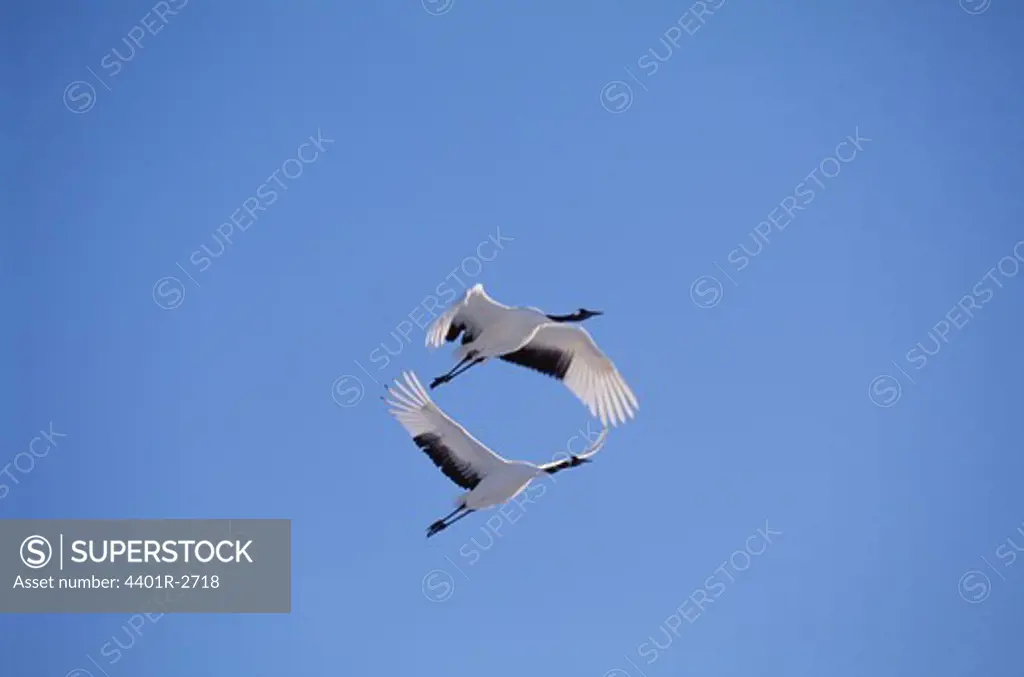 White birds against sky, low angle view