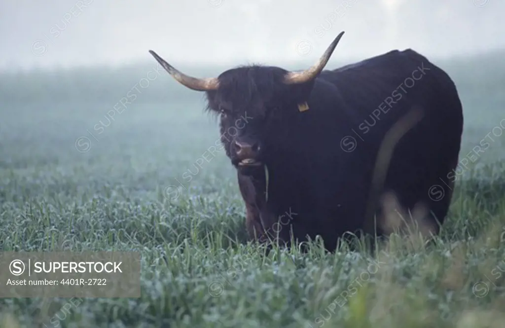 Buffalo in field