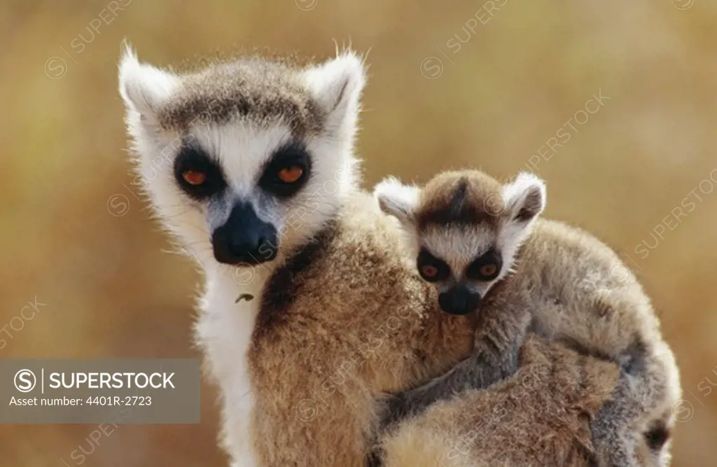 Lemurs, close-up