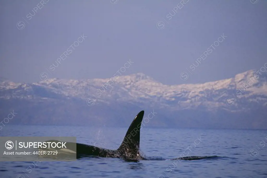 Whale in water with mountains in background