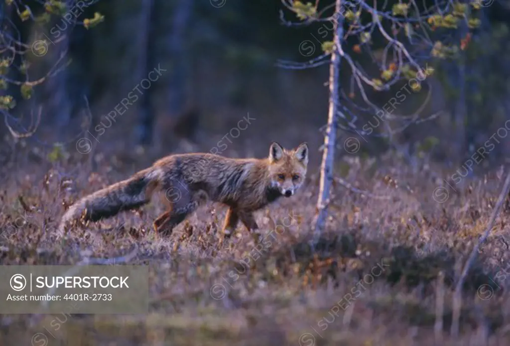 Fox in grassland