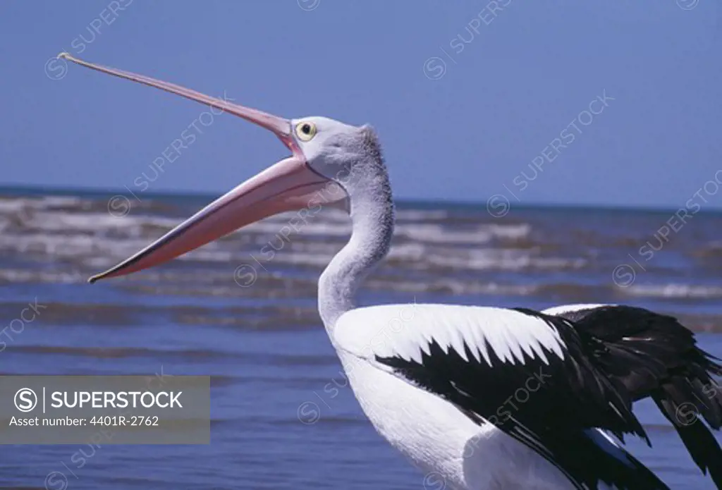 Crane with open beak