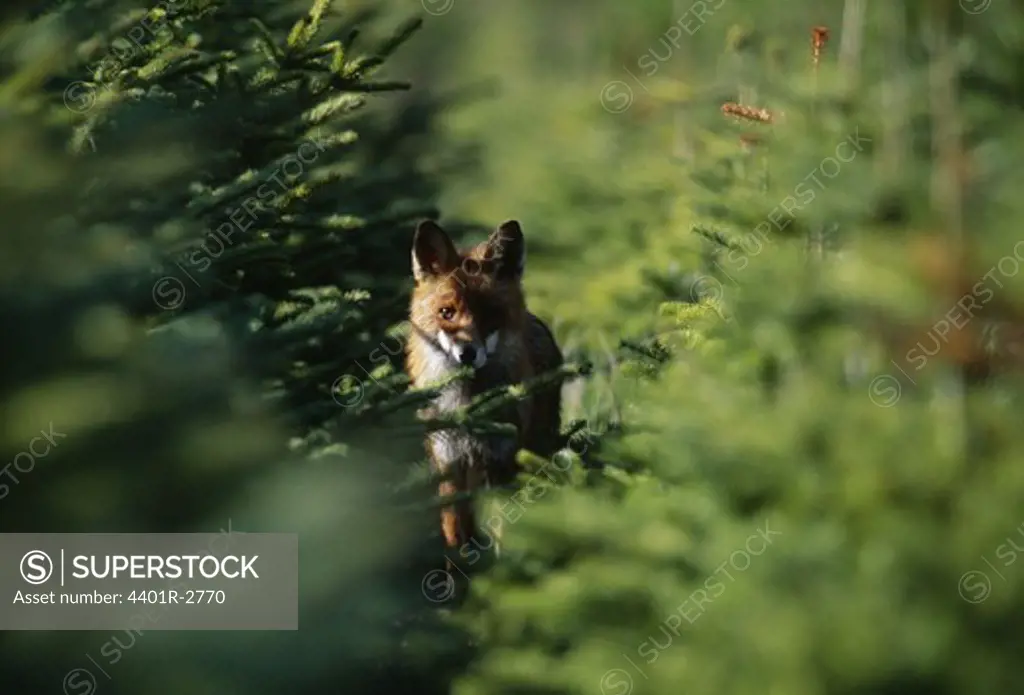 Fox standing behind trees
